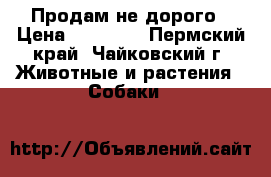 Продам не дорого › Цена ­ 10 000 - Пермский край, Чайковский г. Животные и растения » Собаки   
